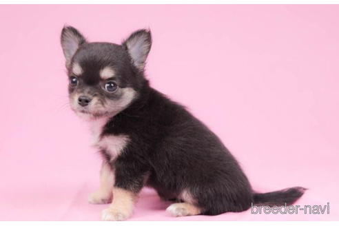 成約済の東京都のチワワ(ロングコート)-200322の4枚目